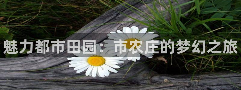 福建泉州白宫摩根会娱乐