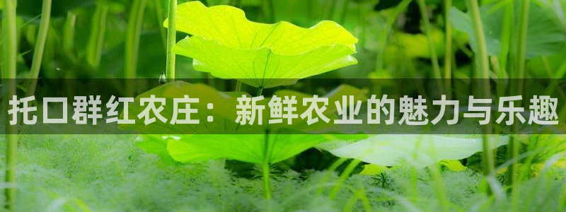 摩根娱乐宝是骗局吗