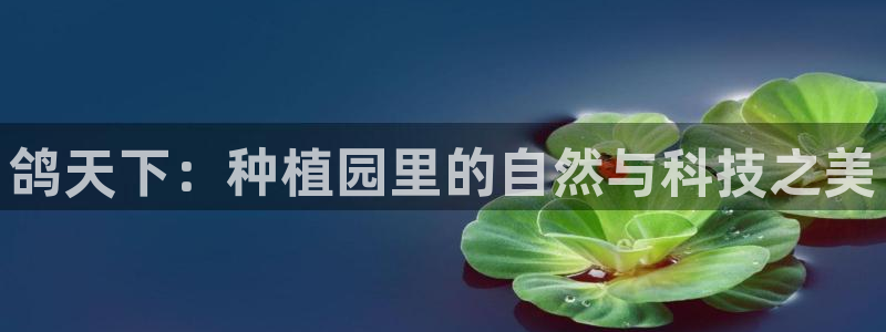 摩根士丹利凯撒娱乐