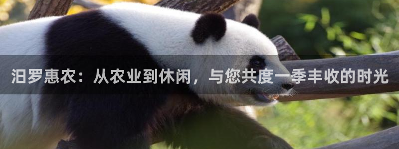 摩根娱乐是什么